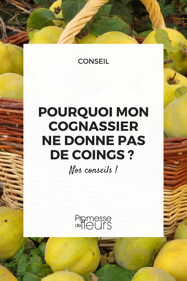 Why my quince tree does not produce quinces quinces