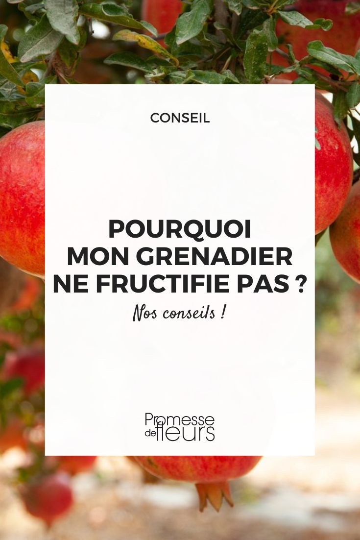 Pomegranate Fruit Production