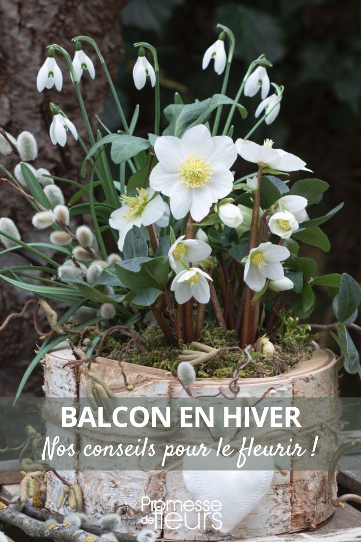 A Flowering Balcony in Winter: Our Tips snowdrop and hellebore