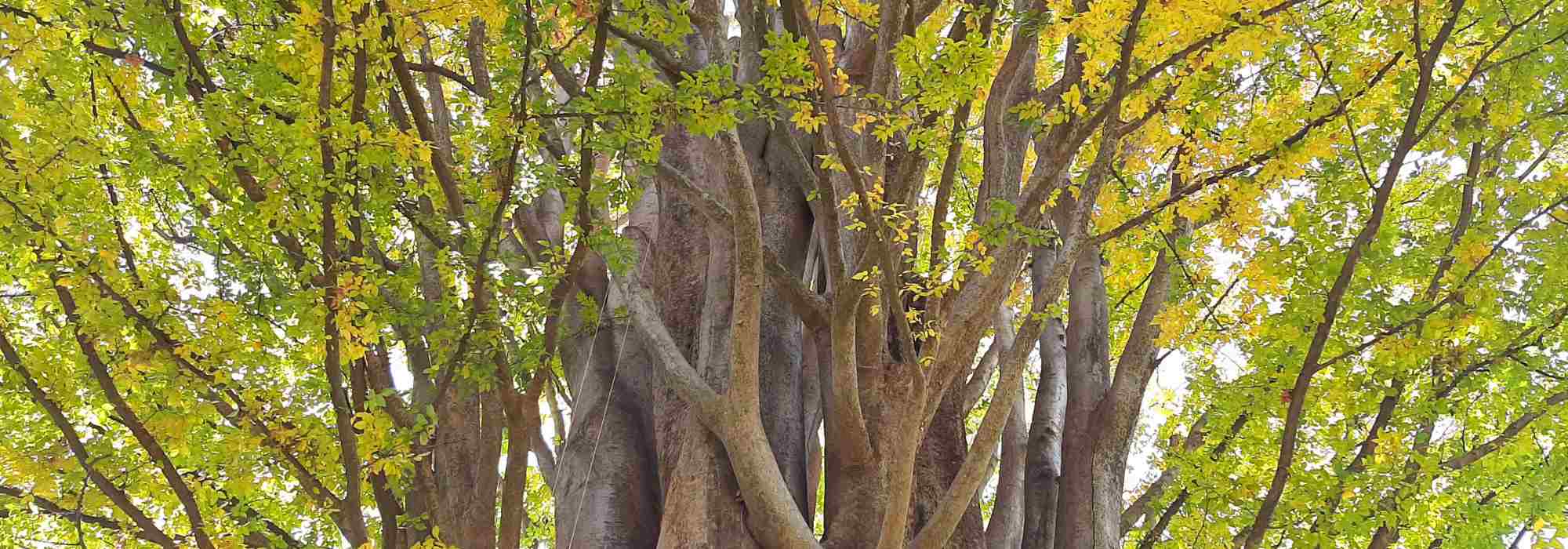 Zelkova - Caucasian elm: planting and caring