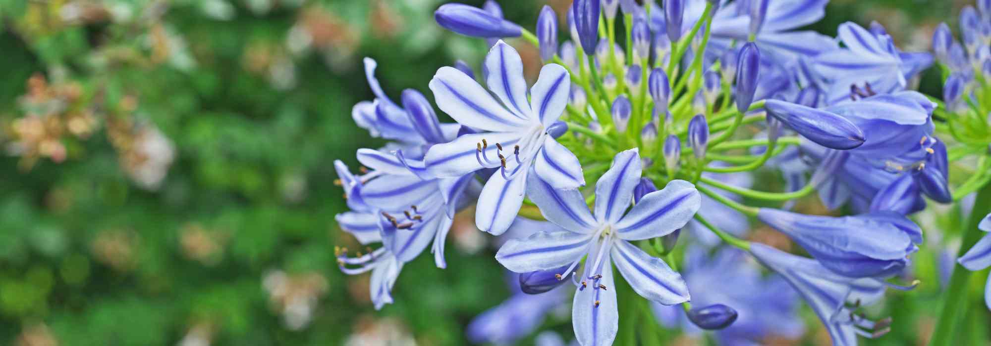 Bi-coloured Agapanthus: 5 must-have varieties