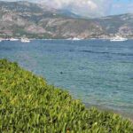 5 bushes for a coastal hedge