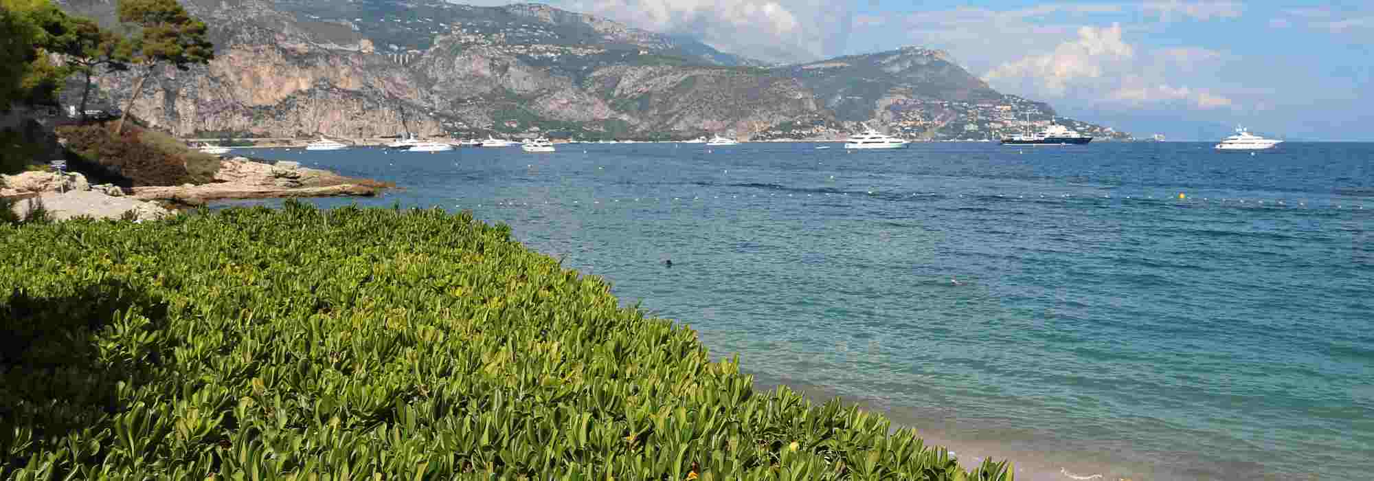 5 bushes for a coastal hedge