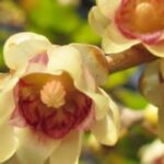 7 winter-flowering bushes for hedges