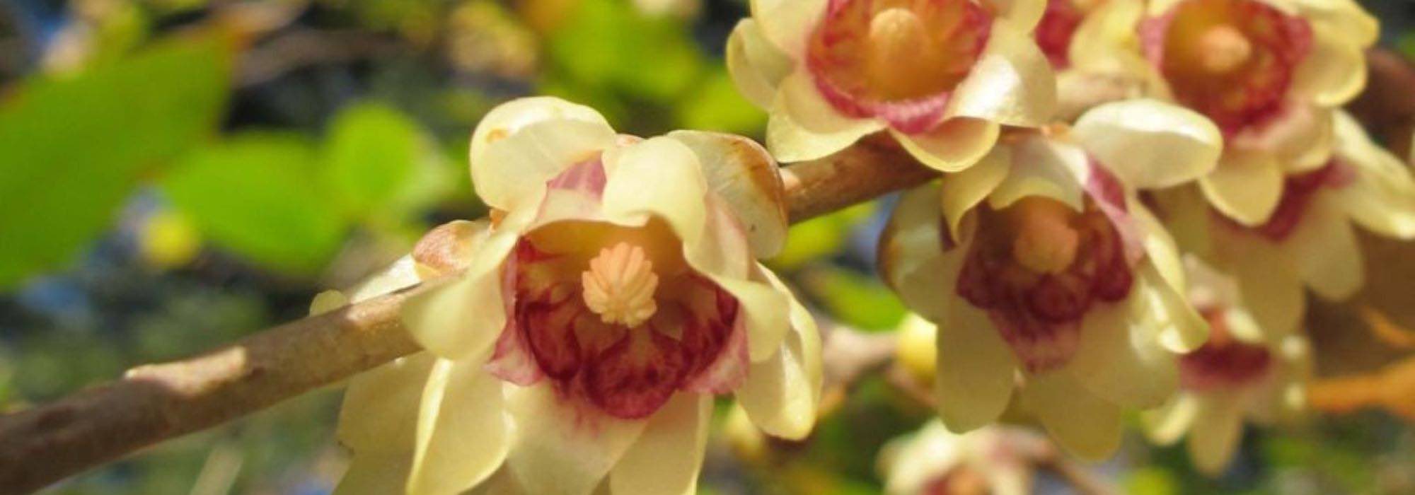 7 winter-flowering bushes for hedges
