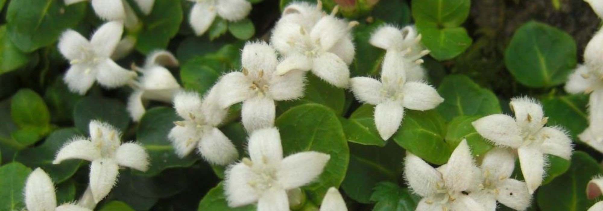 Low-maintenance garden: 5 trees and bushes suitable for any climate.