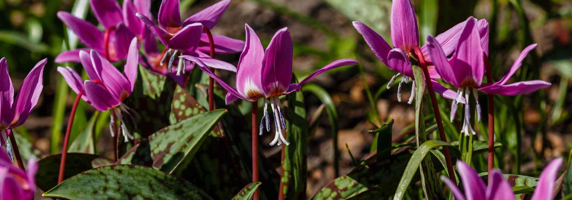 5 lovely pairing ideas with Erythronium
