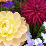 Plant bulbs to make your own cut flower arrangements at home!