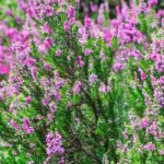 7 evergreen heathers to plant as groundcover