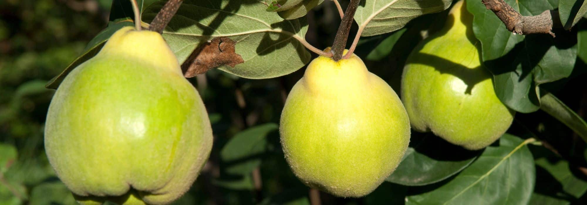 Why isn't my quince tree bearing quinces?