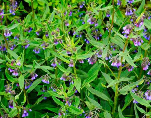How to successfully grow comfrey?