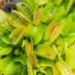 Everything you need to know about growing carnivorous plants.