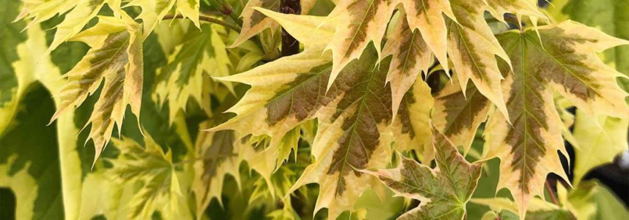 7 maples with variegated foliage