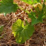 What is 'chop and drop'?