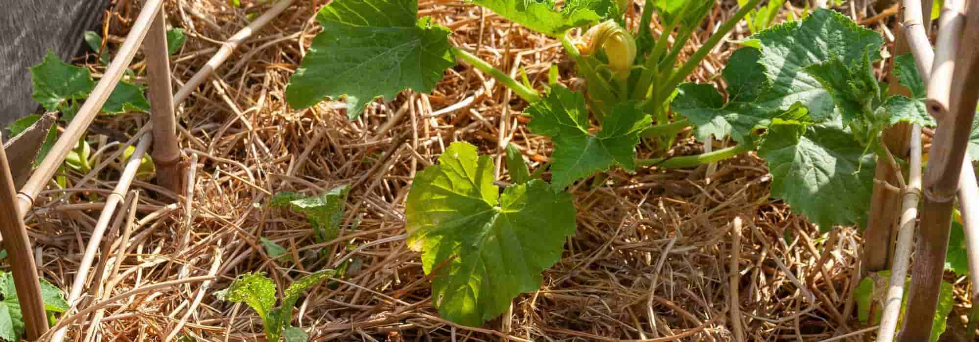 What is 'chop and drop'?