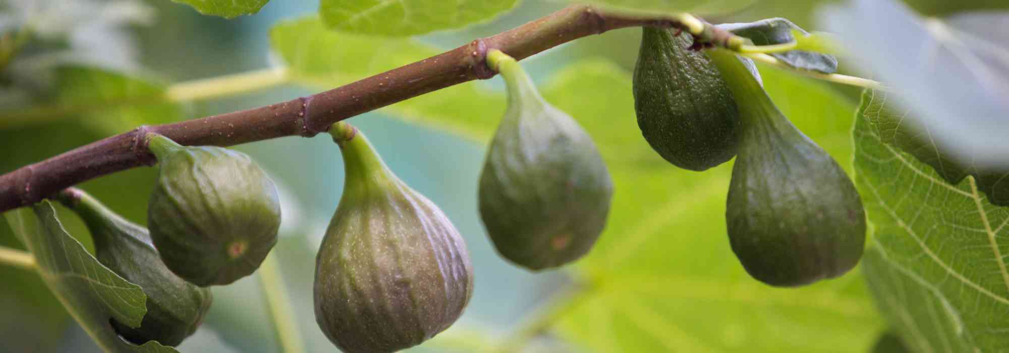 6 Fig Trees for the Southern Half of France