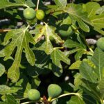 8 fig trees for the northern half of France and Belgium