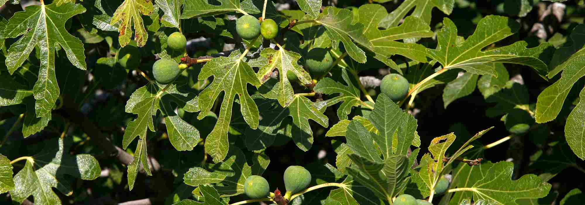 8 fig trees for the northern half of France and Belgium