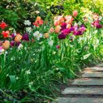 How to get an attractive, flowering garden at the start of spring?