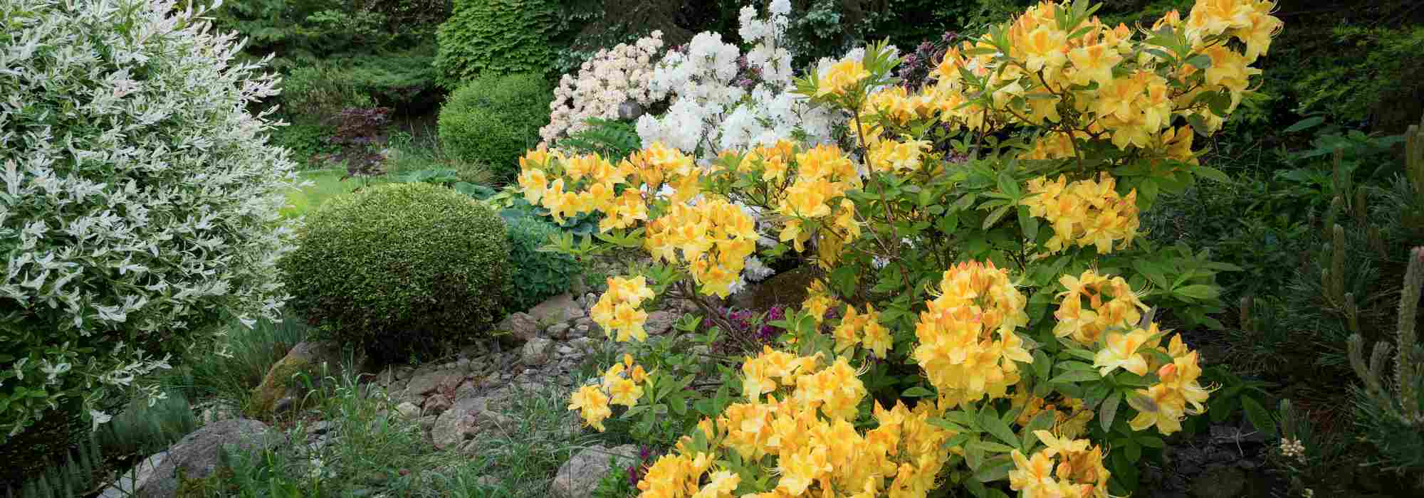 How to create a flowering and attractive garden by the end of spring?