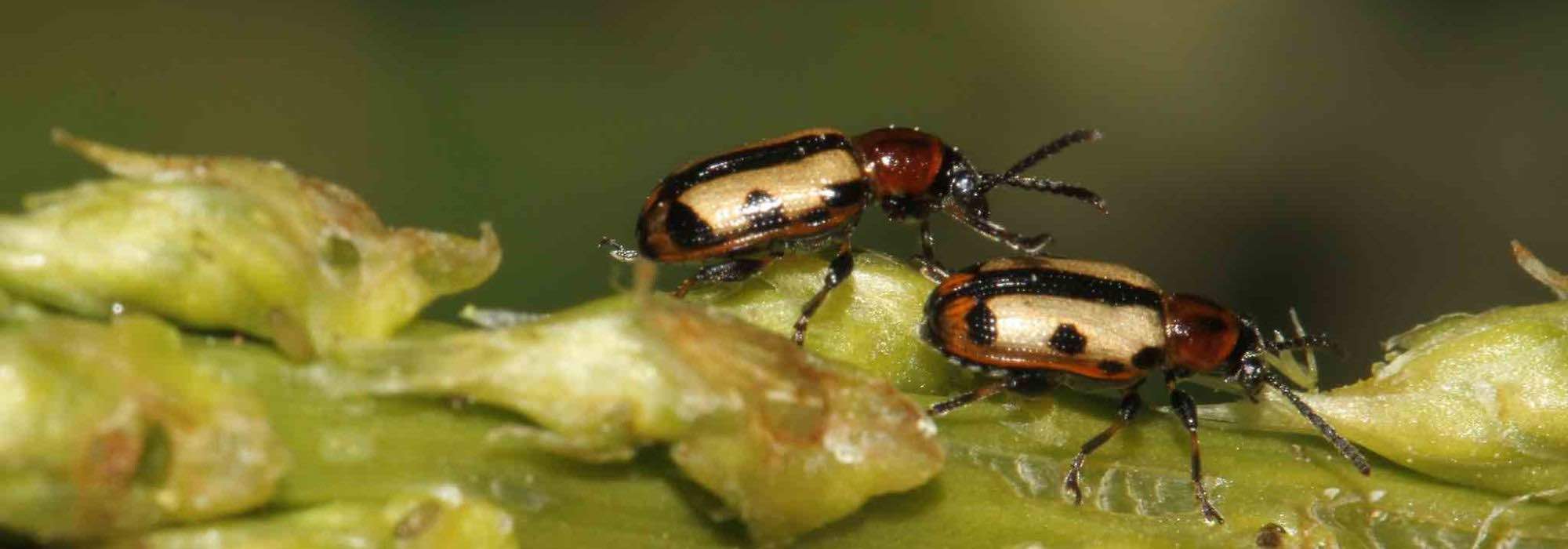 Diseases and pests of Asparagus