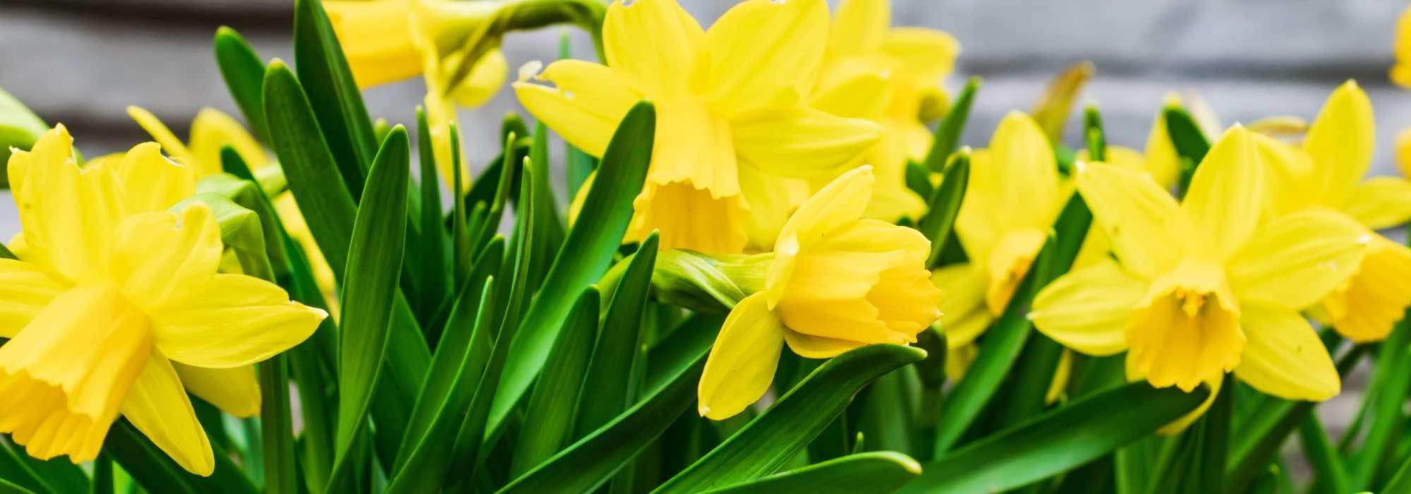 Why aren't my daffodils flowering?