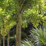 7 XXL palm trees for a large garden