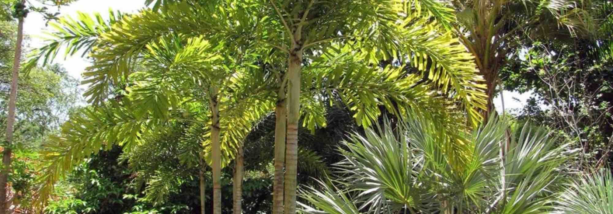 7 XXL palm trees for a large garden