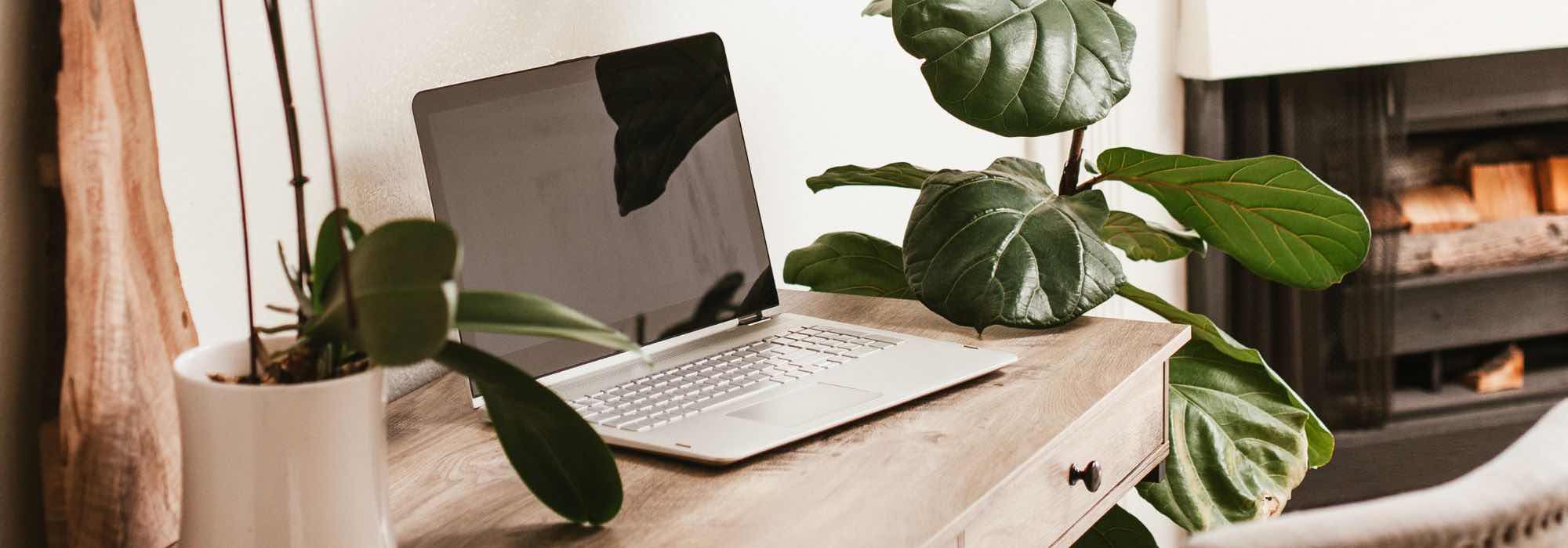 Ideal indoor plants for your office