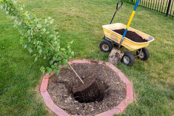 How to plant a maple?