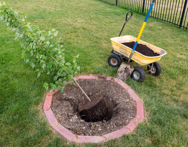 How to plant a maple?