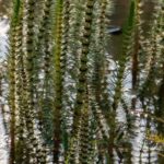 The hardiest aquatic plants