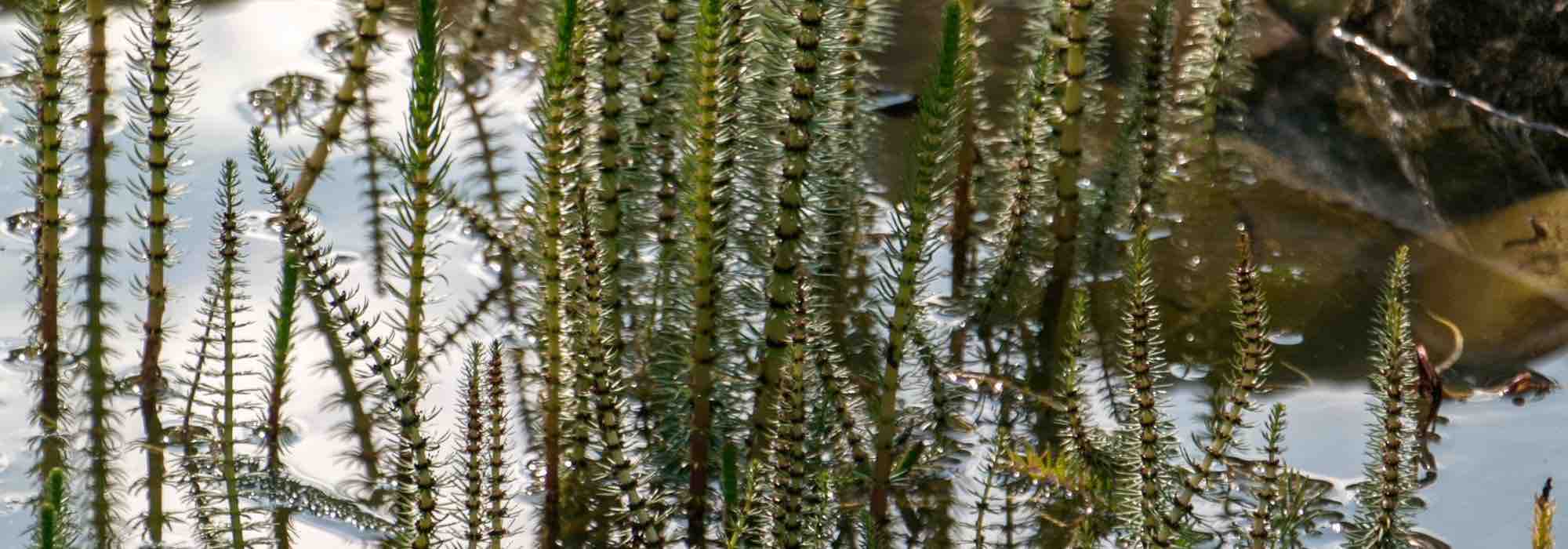 The hardiest aquatic plants