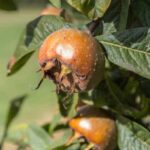 How to harvest and store medlars?