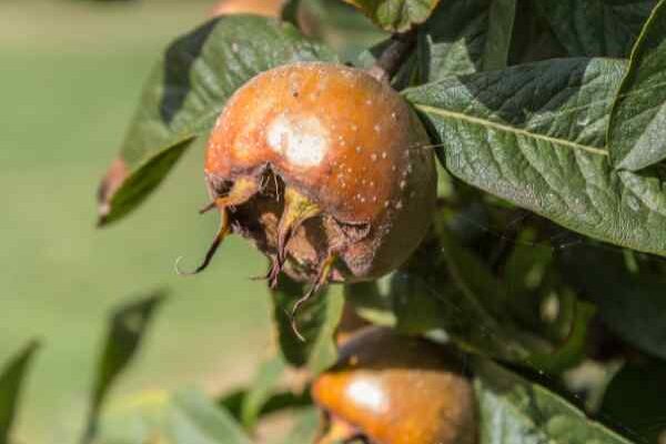 How to harvest and store medlars?