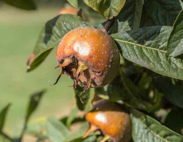 How to harvest and store medlars?