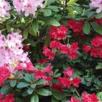 7 dwarf rhododendrons for small gardens and pots