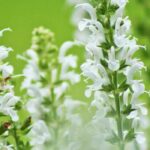 7 white-flowering salvias