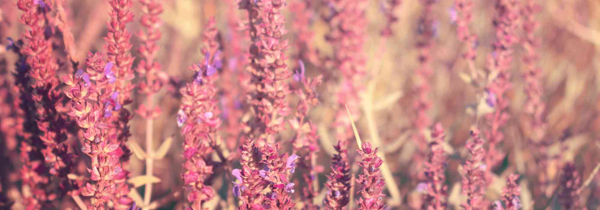 7 salvias with pink flowers