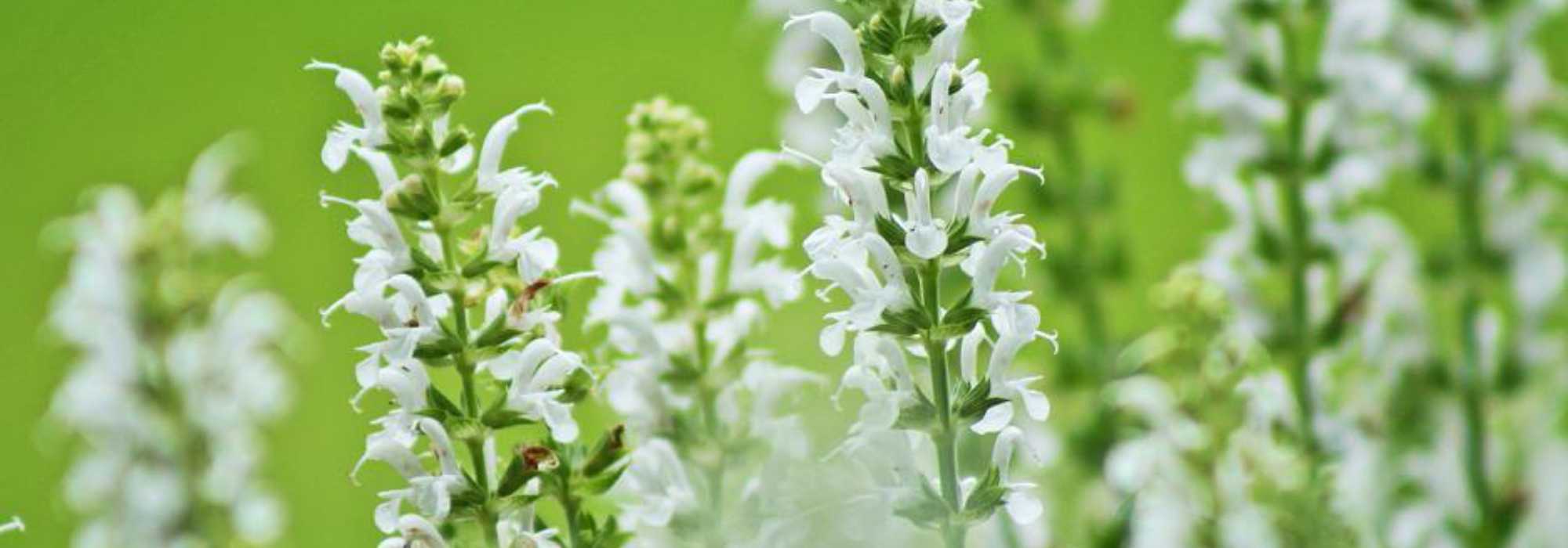 7 white-flowering salvias