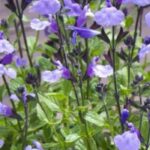 5 salvias for dry soil