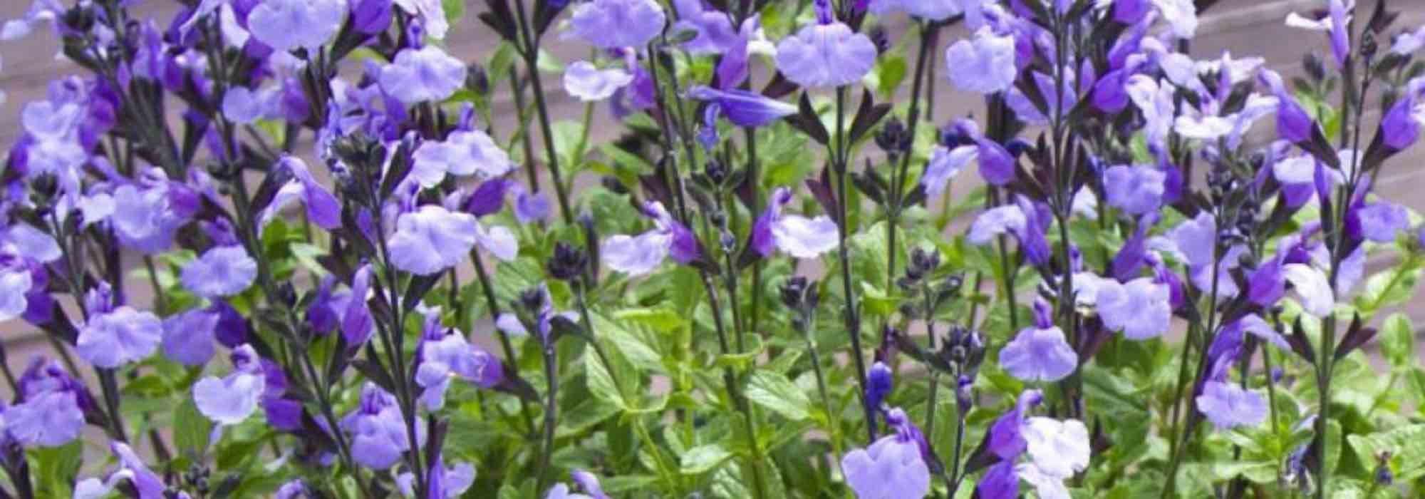 5 salvias for dry soil