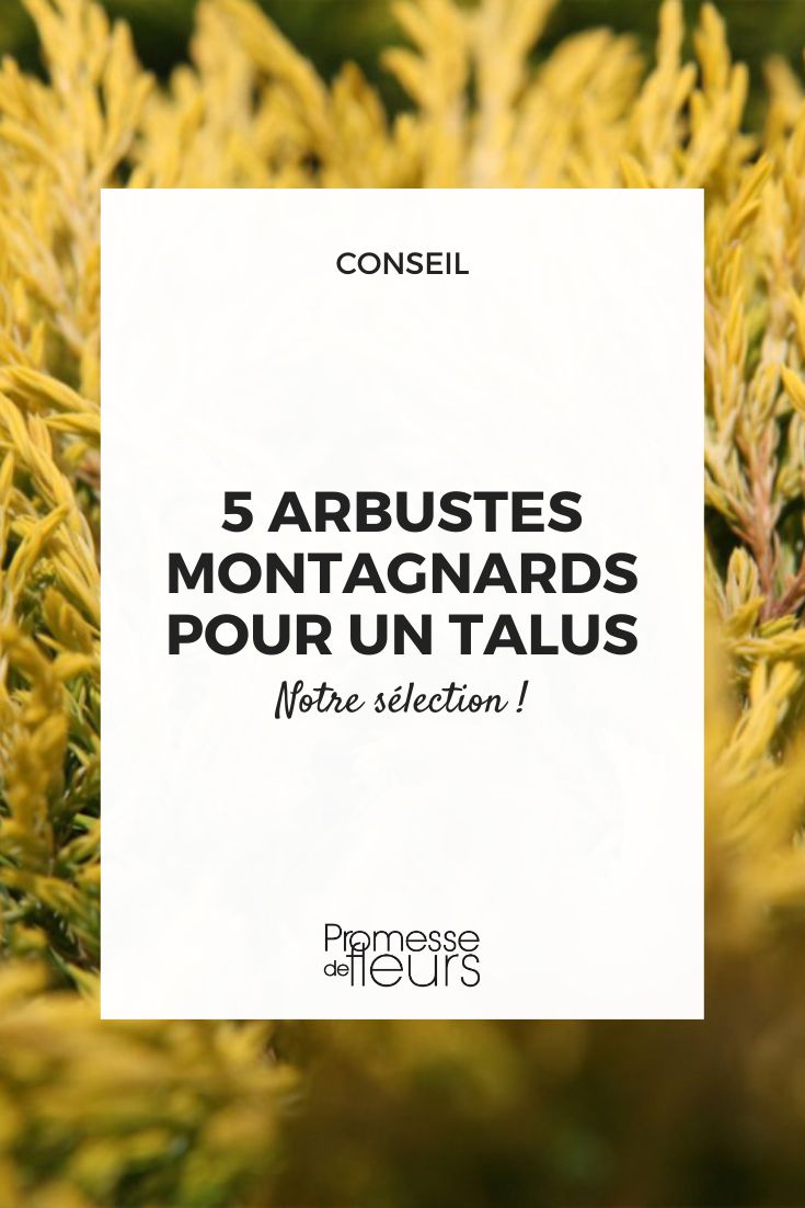 Juniperus horizontalis 'Limeglow'