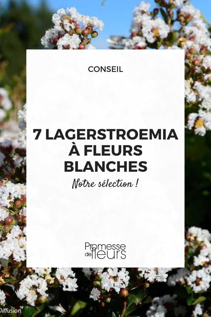 Lagerstroemia indica 'Summer Snow'