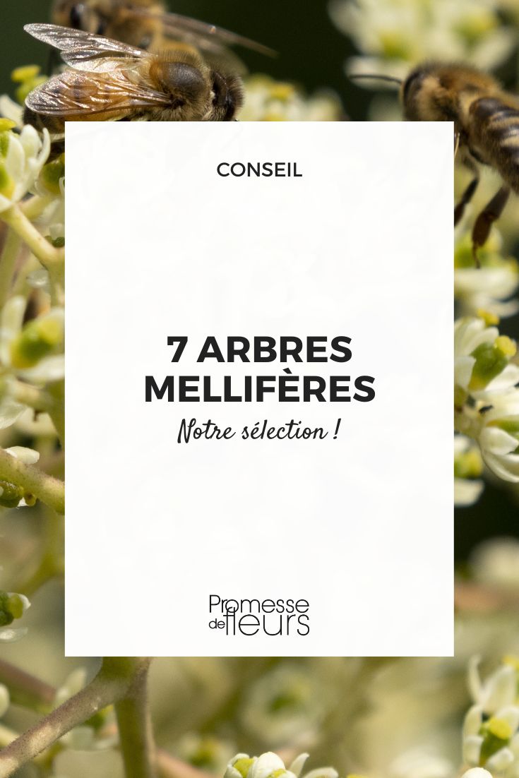 7 melliferous trees Tetradium daniellii