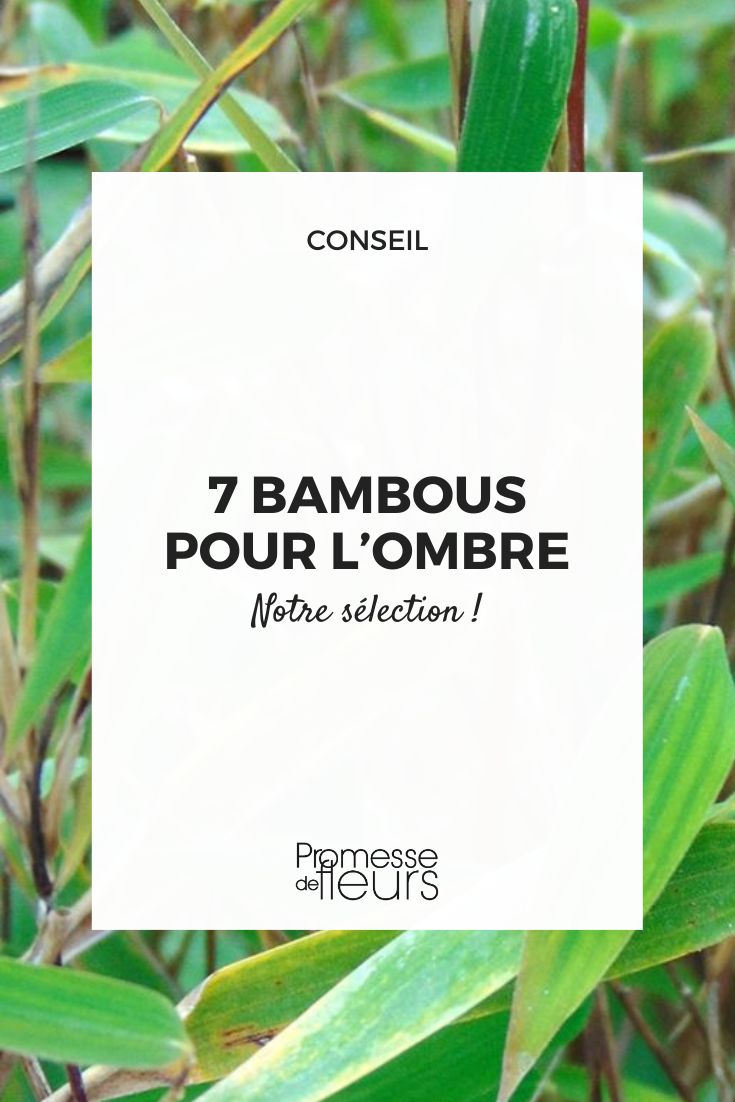 7 Shade-Loving Bamboos Red Dragon Bamboo