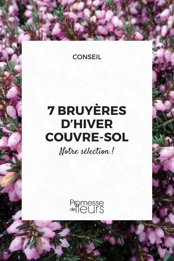 7 evergreen winter heathers to plant as ground cover Winter Belles Lucie