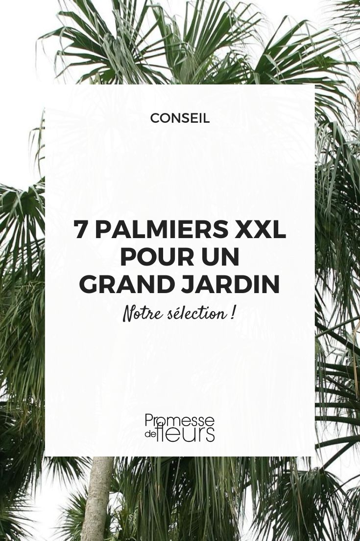 7 XXL Palms for a Large Garden Sabal mauritiiformis