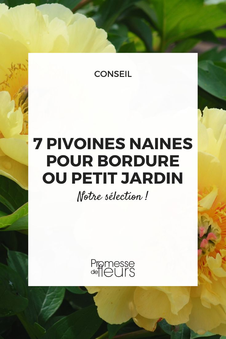 Garden Treasure peony