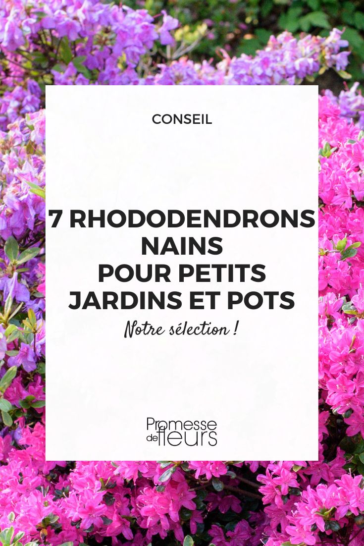 dwarf varieties of rhododendron